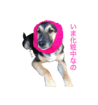 雑種犬のテツ（個別スタンプ：13）