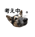 雑種犬のテツ（個別スタンプ：14）