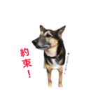 雑種犬のテツ（個別スタンプ：15）