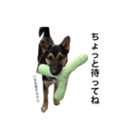 雑種犬のテツ（個別スタンプ：17）