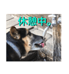 雑種犬のテツ（個別スタンプ：18）