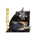 雑種犬のテツ（個別スタンプ：19）