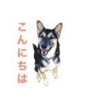 雑種犬のテツ（個別スタンプ：20）