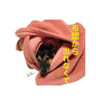 雑種犬のテツ（個別スタンプ：21）
