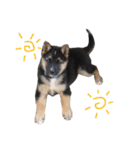 雑種犬のテツ（個別スタンプ：22）