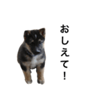 雑種犬のテツ（個別スタンプ：23）