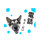 雑種犬のテツ（個別スタンプ：24）
