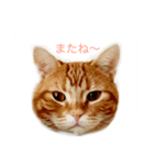兄弟ネコのクレイとマロン（個別スタンプ：1）