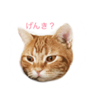 兄弟ネコのクレイとマロン（個別スタンプ：2）