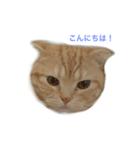 兄弟ネコのクレイとマロン（個別スタンプ：5）