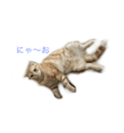 兄弟ネコのクレイとマロン（個別スタンプ：6）