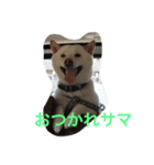 白柴ムク2（個別スタンプ：2）