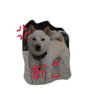 白柴ムク2（個別スタンプ：4）