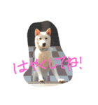 白柴ムク2（個別スタンプ：5）