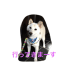 白柴ムク2（個別スタンプ：7）