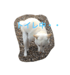 白柴ムク2（個別スタンプ：8）