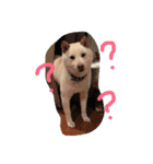 白柴ムク2（個別スタンプ：10）