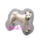 白柴ムク2（個別スタンプ：11）