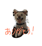 白柴ムク2（個別スタンプ：13）