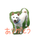 白柴ムク2（個別スタンプ：15）