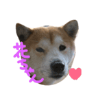柴犬の花（個別スタンプ：2）