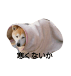 柴犬の花（個別スタンプ：3）