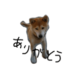 柴犬の花（個別スタンプ：4）