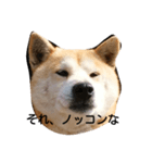柴犬の花（個別スタンプ：6）