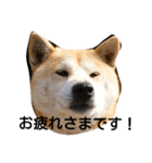 柴犬の花（個別スタンプ：7）