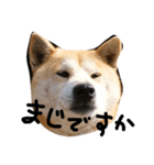 柴犬の花（個別スタンプ：8）