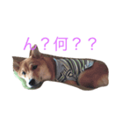 柴犬そらと愉快なインコ達（個別スタンプ：2）