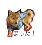 柴犬そらと愉快なインコ達（個別スタンプ：4）