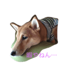 柴犬そらと愉快なインコ達（個別スタンプ：5）