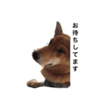 柴犬そらと愉快なインコ達（個別スタンプ：6）