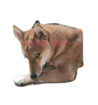 柴犬そらと愉快なインコ達（個別スタンプ：7）