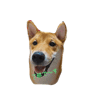 柴犬そらと愉快なインコ達（個別スタンプ：8）