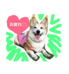 Corgi Nana（個別スタンプ：1）
