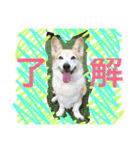 Corgi Nana（個別スタンプ：2）