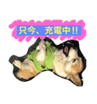 Corgi Nana（個別スタンプ：3）