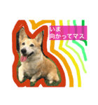 Corgi Nana（個別スタンプ：4）