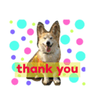 Corgi Nana（個別スタンプ：5）