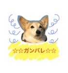 Corgi Nana（個別スタンプ：6）
