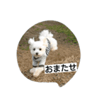 ゴン太と一緒（個別スタンプ：1）