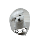ゴン太と一緒（個別スタンプ：3）