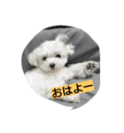 ゴン太と一緒（個別スタンプ：4）