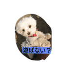 ゴン太と一緒（個別スタンプ：8）