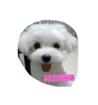 ゴン太と一緒（個別スタンプ：10）