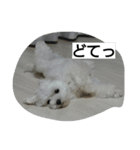 ゴン太と一緒（個別スタンプ：12）