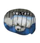 ゴン太と一緒（個別スタンプ：15）