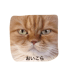 ペルシャっぽい（個別スタンプ：1）